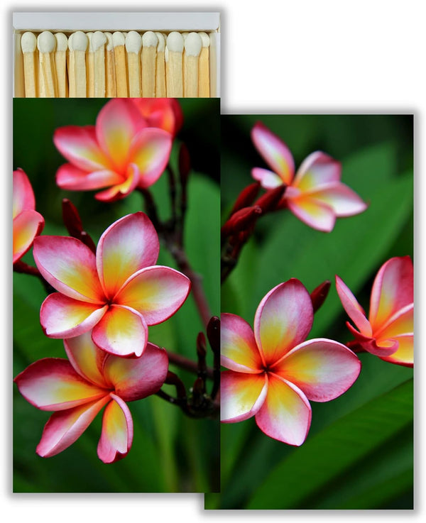 Box & Bean Pink Plumeria Decorative Match Boxes with Wooden Matches -