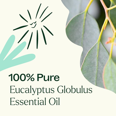 Plant Therapy Eucalyptus Globulus Essential Oil, 10 mL (1/3 oz) for Diffuser, Skin, Hair, Aromatherapy