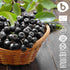Organic Aronia Berry Capsules – Black Chokeberry Supplement with Natural Anthocyanins, 500mg, 90 Vegan Capsules