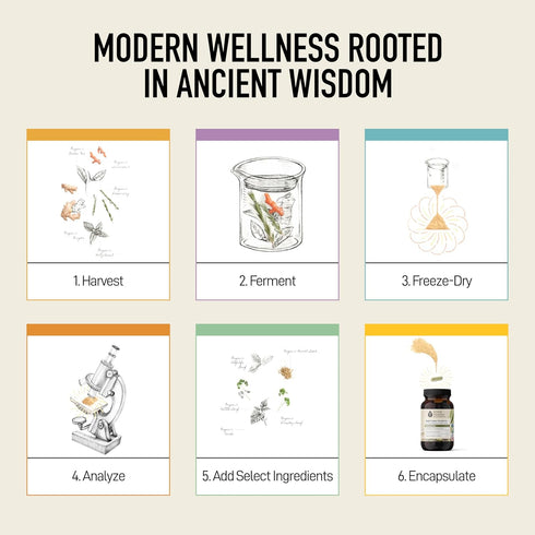Living Alchemy Gut Health Supplements, Your Flora Probiotic Regenesis with Prebiotics, Digestive Enzyme, Vegan