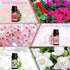 Set, Set SALKING Spring Fragrance Oils Premium Essential Oils Gift for Diffuser, Scented Oil for Soap & Candle Making