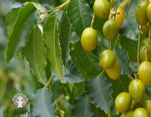 Neem Leaf Powder 100 Gm - Azadirachta Indica, Wild Crafted Neem Leaf Powder, Very Bitter Supplement for Skin Hair and