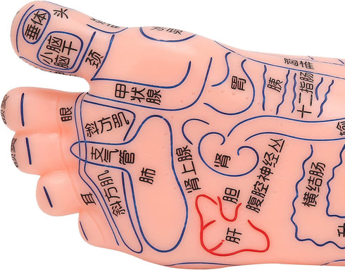 Human Foot Acupuncture Model for Reflexology Teaching