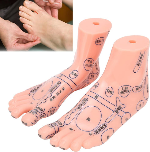 Human Foot Acupuncture Model for Reflexology Teaching