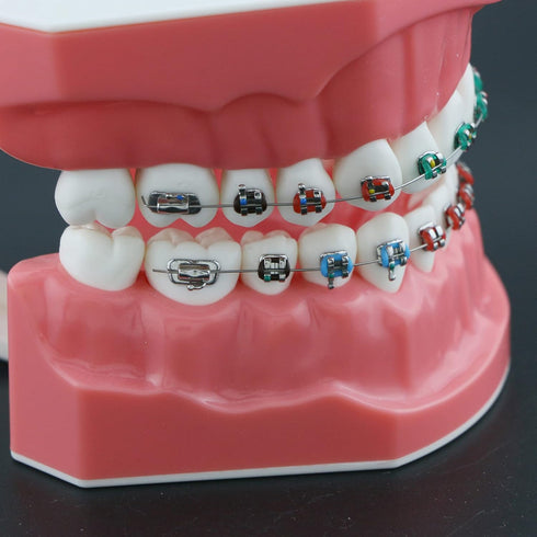Dental Models Orthodontic Model M7010-2, 1:1 Standard Typodont Teeth with Archwire Ligature Ties, Metal Brackets
