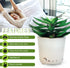 Sleep Plant Sound Machine - Fan Sounds - White Noise - Nature Sounds