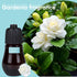 Aromatherapy Essential Oil Set - 3-Piece Set in Sandalwood, Gardenia, Clove Flower Flavors