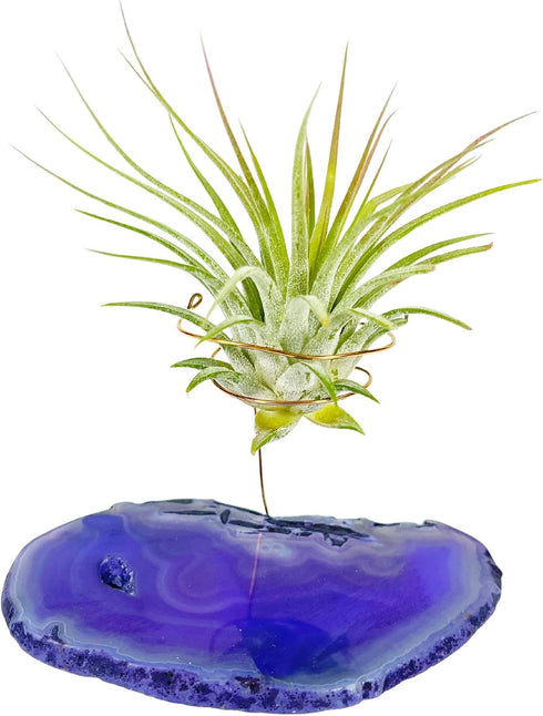 Rock n Air Purple Agate Geode Crystal Air Plant Holder Includes Healthy Air Plant and