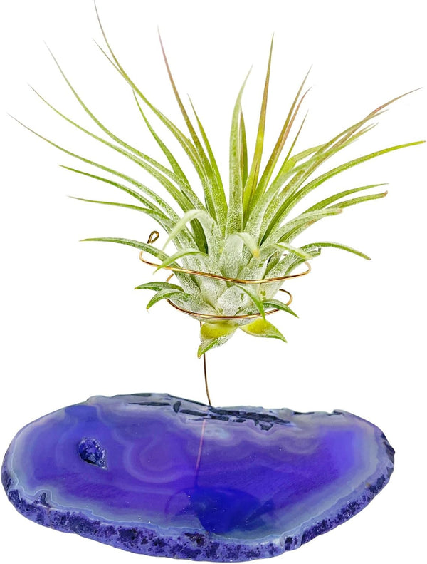 Rock n Air Purple Agate Geode Crystal Air Plant Holder Includes Healthy Air Plant and