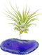 Rock n Air Purple Agate Geode Crystal Air Plant Holder Includes Healthy Air Plant and