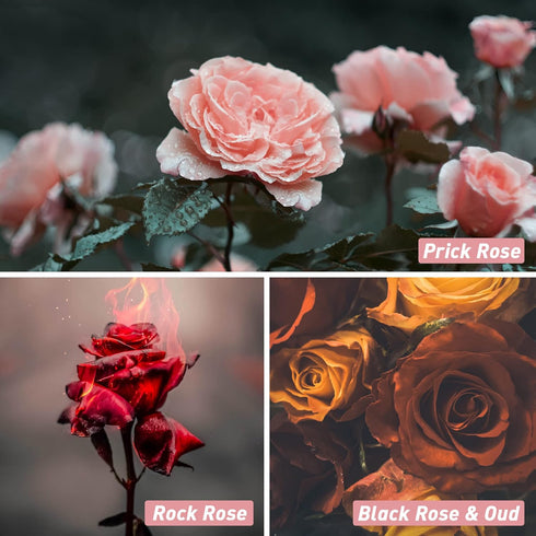 Rose Fragrance Oil, ESSLUX Floral Scented Oils for Diffuser, Soap Candle Making Scents, Essential Oils Gift Set