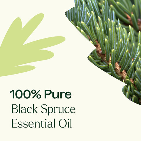Plant Therapy Black Spruce Essential Oil, 30 mL (1 oz), 100% Pure, Undiluted, Therapeutic Grade