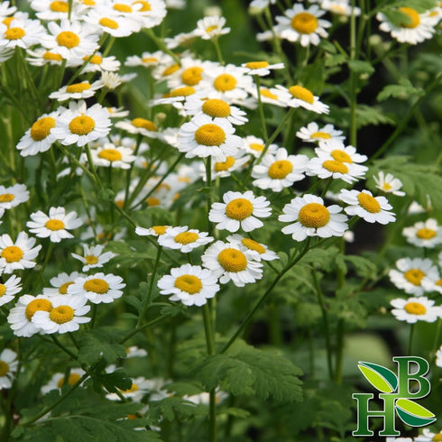 Feverfew Herb Powder | Tanacetum Parthenium | Wildcrafted | 4oz