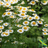 Feverfew Herb Powder | Tanacetum Parthenium | Wildcrafted | 4oz