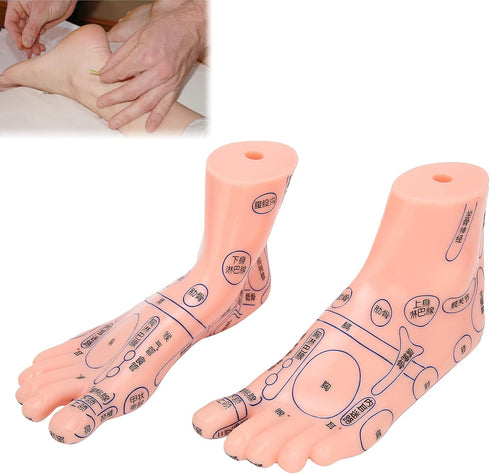 Human Foot Acupuncture Model for Reflexology Teaching