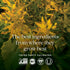 New Chapter Rhodiola Force, 300mg, Vegan Rhodiola for Mental Focus, 30 Count