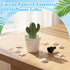 Summer Summer Honeydak Cactus Passive Essential Oil Diffuser Gifts, Cactus Decor Ceramic Diffuser for Home Bedroom