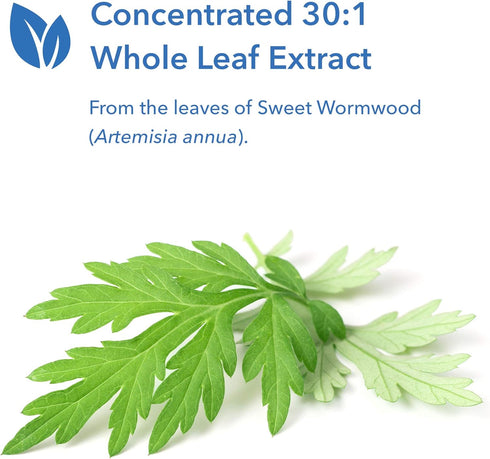 Allergy Research Group Artemisia Dietary Supplement - 100 Count, Sweet Wormwood Extract, Vegetarian