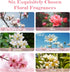Set, Floral & Autumn Fragrance Oils AmaKane Fragrance Oil for Candle Making, Aromatherapy Essential Oils for Diffuser