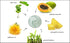 RAYA Bamboo Facial Scrub (R-125), Herbal Exfoliating Treatment for Dry Skin, Reduces Fine Lines