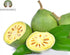 Bilva Powder - Bael Leaves Powder - Aegle marmelos - 100 Gm - Supports Proper Bowel Function