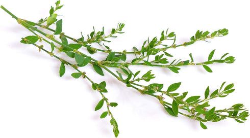 Health Embassy Knotgrass Herb 50g, 100% Natural Polygonum Aviculare L