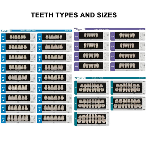 Dental Synthetic Resin Teeth A2 A3, False Upper Lower Teeth Replacement Dentures for Halloween (Full Set A2)