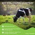 Vital Vitamins Colostrum Supplement - Grass-Fed Bovine from First Milking - 60 Capsules - 30% IgG Immunoglobulins