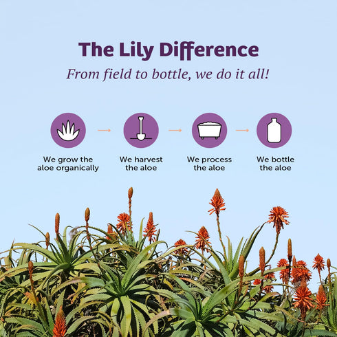 Lily of the Desert Aloe Vera Gel, 16 Fl Oz, Inner Fillet Filtered, Digestive Enzymes for Gut Health