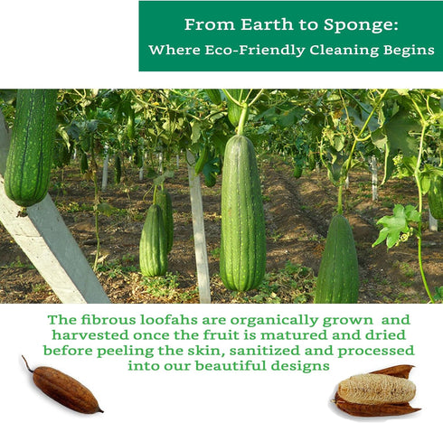 Natural Loofah Kitchen Sponge, XL 10 Pack Natural Sponges for Dishes, Eco Friendly Compostable Biodegradable Kitchen