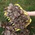 G-BAR Leaf Grabber Set, Handheld Hazelnut Leaf Scoop, Great Tool for Lawn Claw Leaf Blade to Remove Fallen Leaves