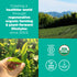 Matcha Powder, Premium Culinary Grade, USDA Organic, Non GMO, 3oz Bag by Navitas Organics