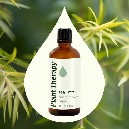 Plant Therapy Tea Tree Essential Oil, 100 mL (3.3 oz), 100% Pure
