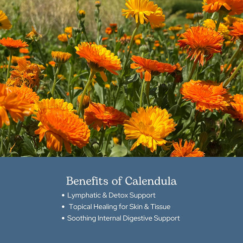 Immune (90 250 Eclectic Herb - Freeze Dried Calendula Capsules | Support Supplement | Gut & Digestive Health | Natural