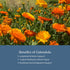 Immune (90 250 Eclectic Herb - Freeze Dried Calendula Capsules | Support Supplement | Gut & Digestive Health | Natural
