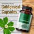 HERBAMAMA Goldenseal Root Capsules - Organic Herb Powder for Respiratory & Digestive Health, 100 Capsules