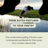 MOOVE 1,000mg, Immune 60ct Bovine Colostrum Capsules Grass-Fed Dutch Cows, & Gut Support, Natural Protein, Superfood