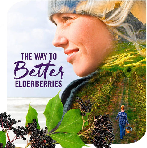 Nature's Way Organic Sambucus Zinc Lozenges - With Elderberry & Vitamin C - Vegan & Gluten Free - 24 Lozenges (Pack of