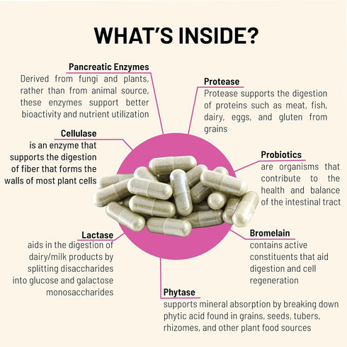 Mountain Peak Nutritionals Digestive Probiotics - 1.5 Billion CFU - 90 Capsules - Gastrointestinal Support with Enzymes