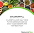 Natures Plus Chlorophyll Complex - 90 Capsules - 600 mg Organic Alfalfa Superfood Supplement