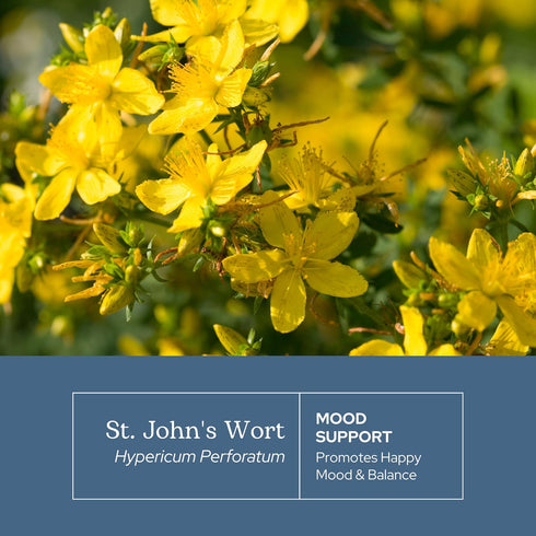 Immune (120 300 Eclectic Herb - St. John's Wort Capsules | Nervous System & Support | Promotes a Positive Mood | Vegan
