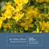 Immune (120 300 Eclectic Herb - St. John's Wort Capsules | Nervous System & Support | Promotes a Positive Mood | Vegan