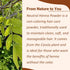 minature Pure Neutral Henna Powder (Cassia Obovata) for Hair Conditioning, 100% Herbal & Natural, 227 gm