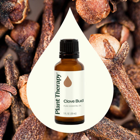 Plant Therapy Clove Bud Essential Oil 100% Pure, 30 mL (1 oz), Undiluted, Natural Aromatherapy
