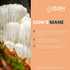 Lions Mane Liquid - Lion Mane Mushroom Supplement for Mental Clarity, Memory & Focus - Non-GMO, Vegan (2 Bottles)