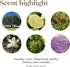 Young Living Stress Away Essential Oil Blend - Relaxing and Calming - 100% Pure, 5 ml
