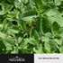 NATUREBULK Immune 120 Oregano Oil Extract with Garlic Extract, Olive Leaf, Black Seed Oil, and Black Pepper Supplement