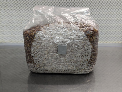 SGM LABS 3 lbs Spawn-Tek Mushroom Milo/Sorghum Grain Bag