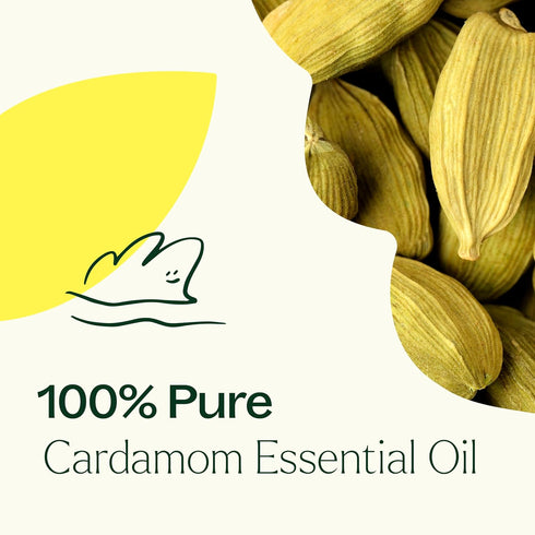 Plant Therapy Cardamom Essential Oil – 5 mL (1/6 oz) 100% Pure, Undiluted, Therapeutic Grade