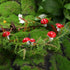 MOSTORY Green Elf Mushroom Crown, Fairy Woodland Floral Headpiece for Women and Girls